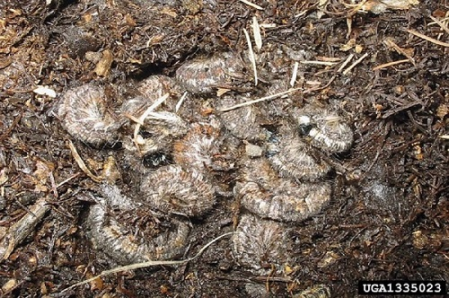 Bombyx sibérien - Chenilles hibernant dans la litière du sol